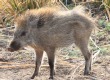 [Wild Boar]