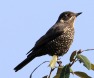 [Chestnut-bellied Rockthrush]