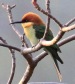 [Chestnut-headed Bee-eater]