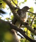 [Common Hawk-Cuckoo]