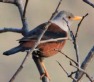 [Chestnut Thrush]