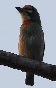 [Coppersmith Barbet]
