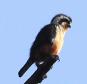 [Collared Falconet]