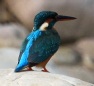[Common Kingfisher]