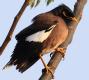 [Common Myna]