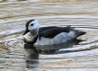 [Cotton Pygmy-Goose]