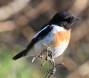 [Common Stonechat]