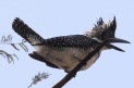 [Crested Kingfisher]