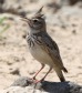 [Crested Lark]