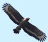 [Crested Serpent-Eagle]