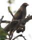 [Crested Serpent-Eagle]