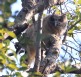 [Dusky Eagle-Owl]