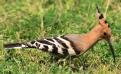 [Eurasian Hoopoe]