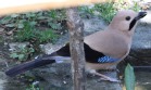 [Eurasian Jay]