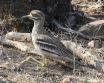 [Eurasian Thick-knee]