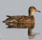 [Garganey]