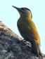 [Gray-faced Woodpecker]