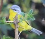 [Gray-headed Warbler]