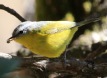 [Gray-headed Warbler]