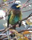 [Great Barbet]