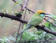 [Green Bee-eater]