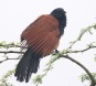 [Greater Coucal]