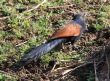 [Greater Coucal]