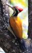 [Greater Flameback]