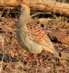 [Gray Francolin]