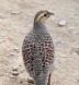 [Gray Francolin]