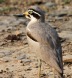 [Greater Thick-knee]