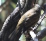 [Gray-winged Blackbird]