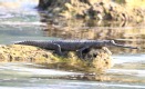 [Gharial]