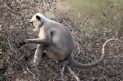 [Hanuman Langur]