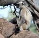 [Hanuman Langur]