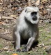 [Hanuman Langur]