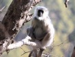 [Hanuman Langur]