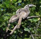 [Indian Gray Hornbill]