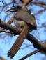 [Indian Gray Hornbill]