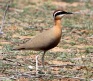 [Indian Courser]