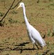 [Intermediate Egret]