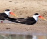 [Indian Skimmer]