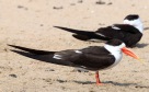 [Indian Skimmer]