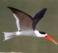 [Indian Skimmer]