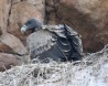 [Indian Vulture]