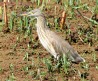 [Indian Pond Heron]