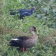 [Indian Spot-billed Duck]