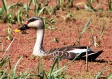 [Indian Spot-billed Duck]