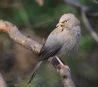 [Jungle Babbler]