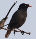 [Jungle Myna]